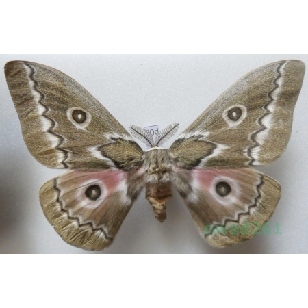Gonimbrasia tyrrhea (Cramer, 1775) male ex. ovo South Africa 110mm50d